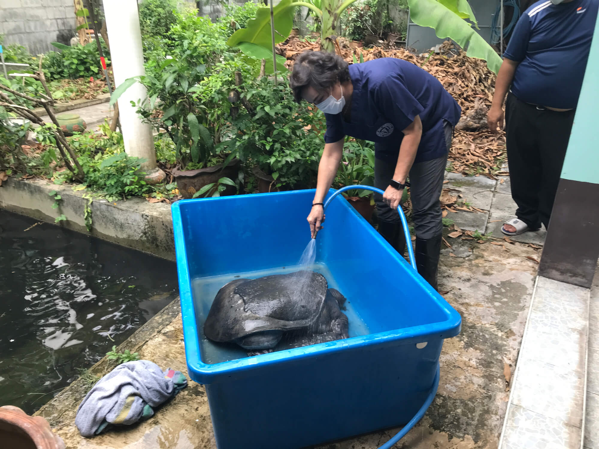 บริจาคช่วยเหลือรักษาเต่าบาดเจ็บ